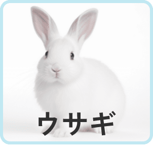 ウサギ