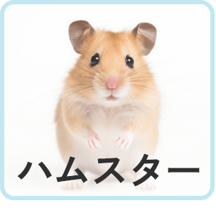 ハムスター