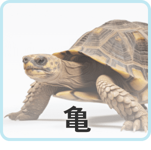 亀