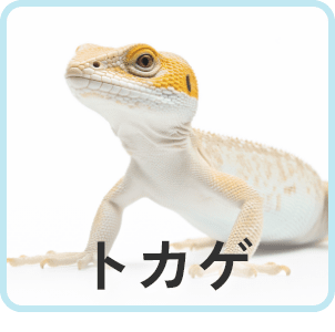 トカゲ